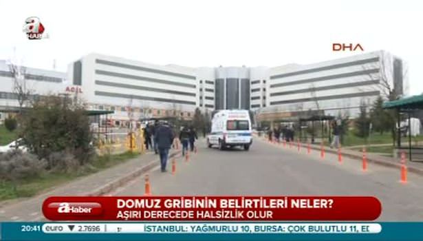 Domuz gribi nasıl anlaşılır?