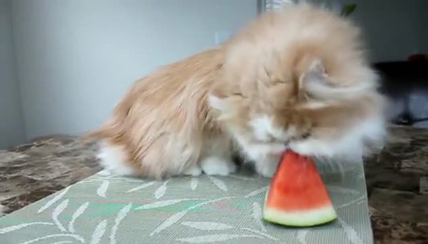 Bu kedi karpuz hastası!