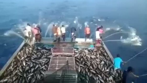 Balık bolluğu böyle olur