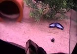 Balığı lazerle oltaya düşürdü
