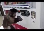 Kendi içeceğini kendi alan maymun