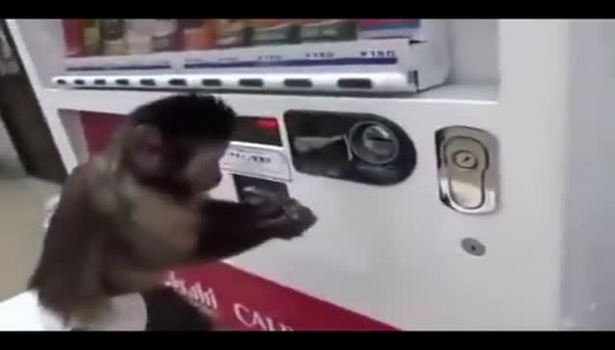 Kendi içeceğini kendi alan maymun