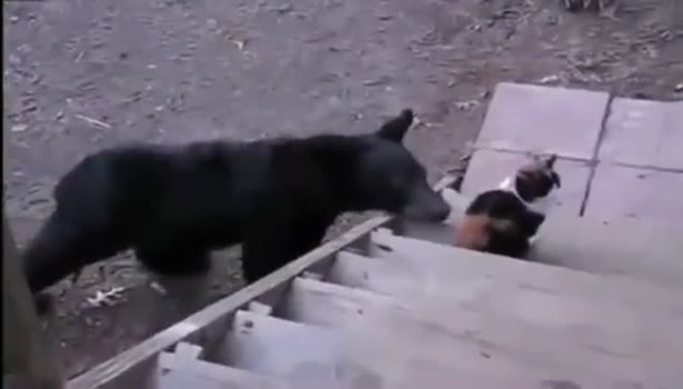 Ayı kediden korktu