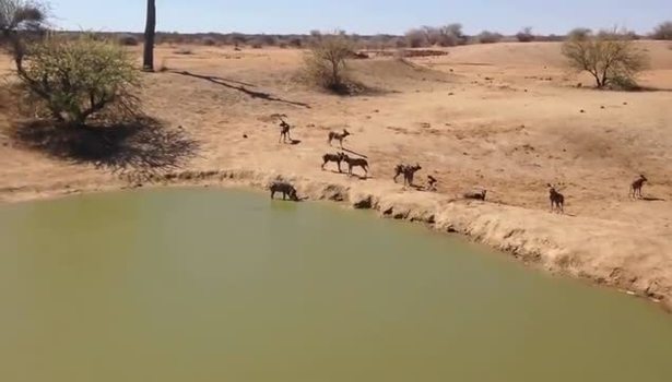 Timsah koca domuzu böyle yuttu
