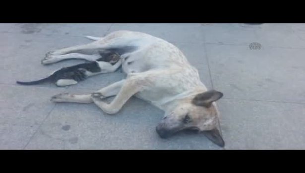 Sokak köpeğinden yavru kediye annelik