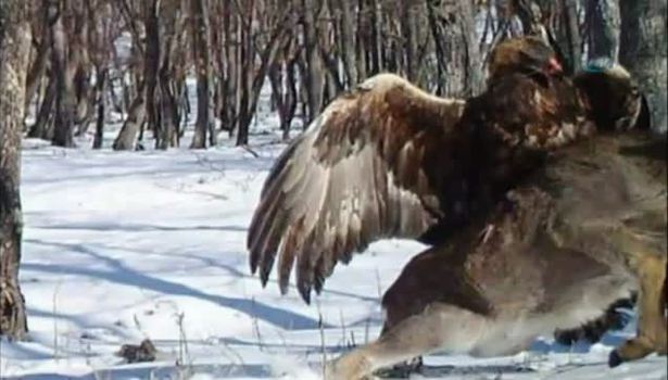 İşte kartalın geyiği avladığı an