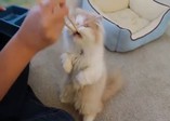 Bu kadar tatlı bir kedi gördünüz mü?