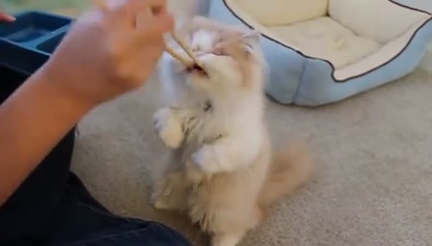 Bu kadar tatlı bir kedi gördünüz mü?