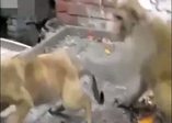 Köpeğe rahat vermeyen maymun