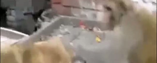 Köpeğe rahat vermeyen maymun