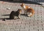 Sinirlenince boynu tutulan kedi