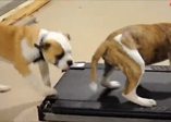 Köpeklerin koşu bandı macerası