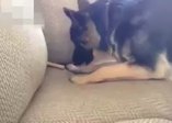 Köpek kemikleri bakın nereye saklıyor