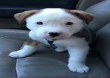 Hıçkırığıyla kavga eden sevimli köpek