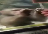 Bu maymun istediğini alamayınca