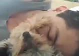 Sahibini sakinleştiren köpek