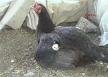Horoz şahin avladı