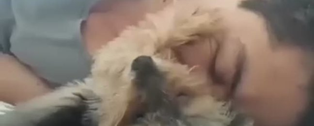 Sahibini sakinleştiren köpek