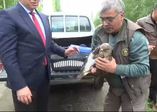 Horozun yaraladığı kızıl şahin doğaya bırakıldı