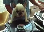 Dj köpek görenleri şaşırttı