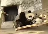 Pandaların komik halleri