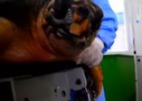 Dünyada ilk defa bir caretta carettaya 3D çene protezi takıldı