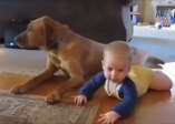 Köpekleri taklit eden bebekler