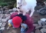 Fırlama kuzu rahat durmuyor