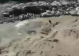 Polis nehirden köpek kurtardı