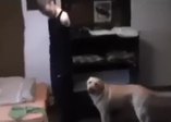 Engelli sahibini giydiren köpek