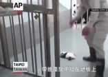 Bebek pandanın annesiyle ilk buluşması