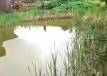 Gölden yakaladığı balığı bakın kime kaptırıyor