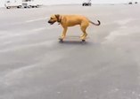 Kay kay yapan köpek