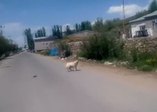 Köpeğin yardım çığlığı