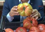 Dev domatesler şaşırtmasın