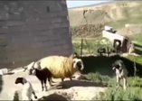 Yavrusunu köpekten koruyan anne koyun