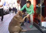 Sokak köpeği ''Şakira'' şöhret oldu