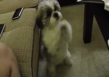 Yemek yemek için yalvaran sevimli köpek