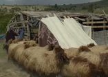 Sertifikalı kadın çobanlar