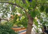 Yalova'da yılan kurtarma operasyonu