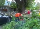 2 bin yıllık ağaç devrildi 2 yaralı