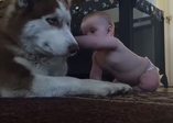 Bebeğin sevimliliğine dayanamayıp pes eden köpek