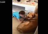 Köpek bebeğe böyle saldırdı!
