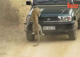 Leoparı ezerek öldürdüler