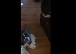 Hiç arkadaşını ihbar eden köpek gördünüz mü?