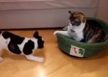 Kediden yatağını geri almaya çalışan köpek