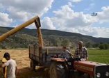 40 derece sıcakta buğday hasadı