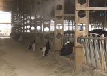 İneklere fısiıyeli serinlik süt verimini artırdı