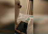 Dünyanın en tatlı hapşıran köpeği