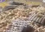 Sürpriz yumurta dediğin böyle olur